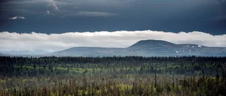 Gammelskogen på väg förintas