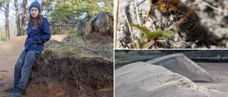 Här ska det surras – vildbin flyttar in vid Visborg  