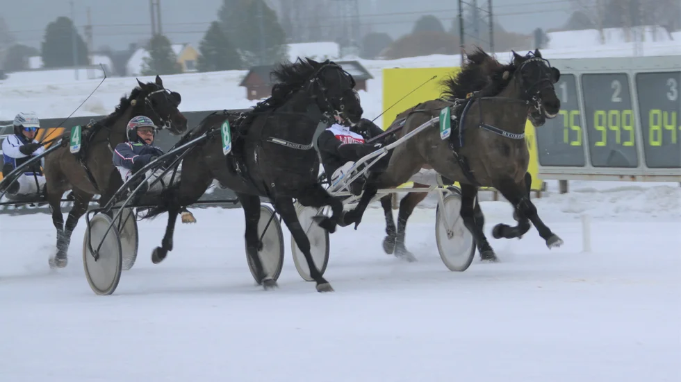 Skrällen på väg att bli ett faktum i V4-4 och V5-1. 28-oddsaren Dante Godiva (nr 8) är på väg att plocka ned storfavoriten M.T Oberon (nr 5) i spurten.
