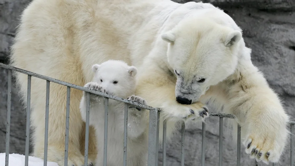 En isbjörn på Köpenhamns zoo dog i tisdags efter att ha fått en stöt sedan den kom i kontakt med ett elskåp. Isbjörnarna på bilden har inget med innehållet i artikeln att göra. Arkivbild.