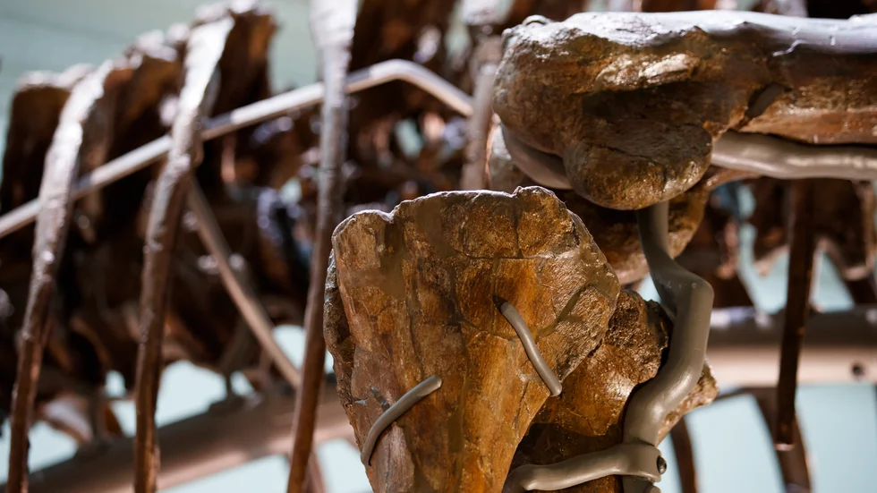 En detalj av ett Tyrannosaurus rex-skelett. Arkivbild.