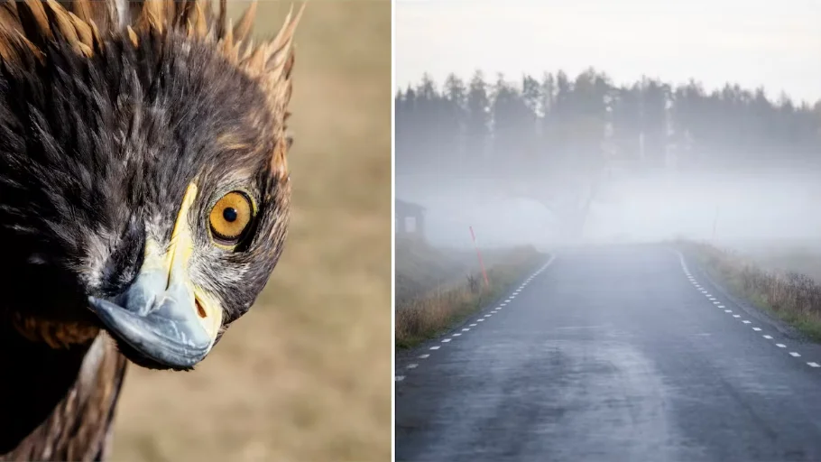 Bilderna är arkivbilder.