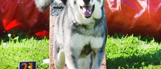 Hunden som väljer hinder före jakt