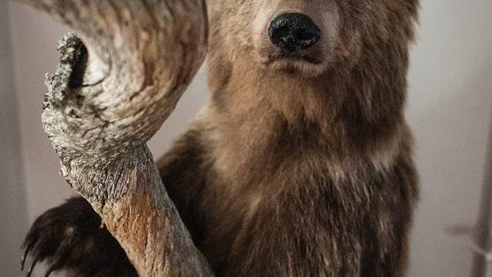 VILT I VARDAGSRUMMET. Karlssons lät stoppa upp den andra björnen Mikael skjutit. Nu står den i deras vardagsrum.