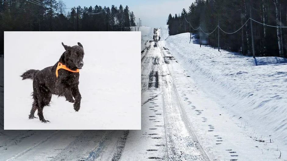 GÅTAN LÖST. Det var ingen björnhona med unge som sprungit efter vägen utan en travhäst och en flatcoated retriever som varit ute på en promenad. (Hunden på bilden är inte Ricko).