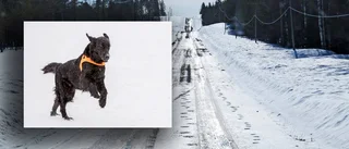 Här är lösningen på björnmysteriet