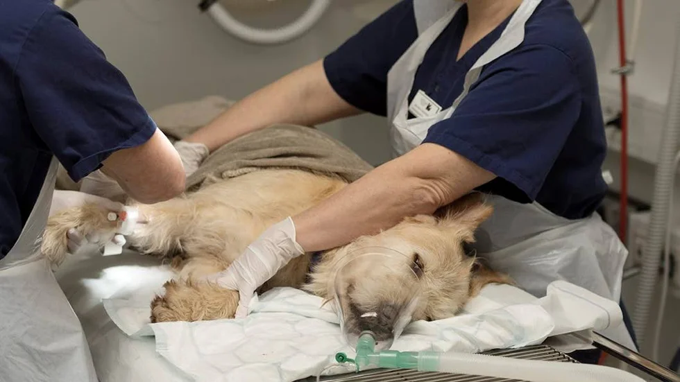 Arthur fick veterinärvård för de skador och sjukdomar han dragit på sig under åren som gatuhund. I dag är han i toppskick.