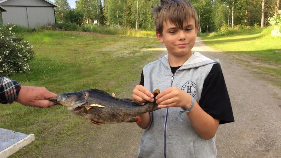 Fin abborre. Den drog unge Simon Korica, Kalix, upp i Puostijoki, 3 km nedströms Mustajärvi när han kasta ut ett Toby vassdrag.