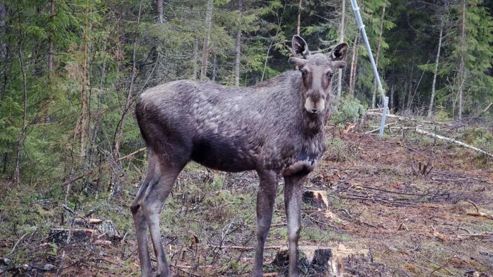ÄLGEXPLOSION. En mer riktad jakt på älgkalvar tros vara ett skäl till boomen i Malmfälten och                                   Tornedalen.
