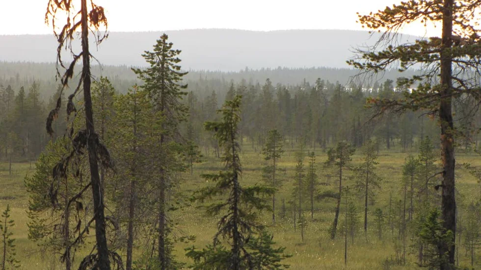 Vidsträckt. Linavare-Råneträsket i Gällivare, vidsträckta myr-naturskogsmosaiker men det innefattar också ett par flacka skogsberg.