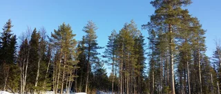 Skogsjobb till Norrbotten