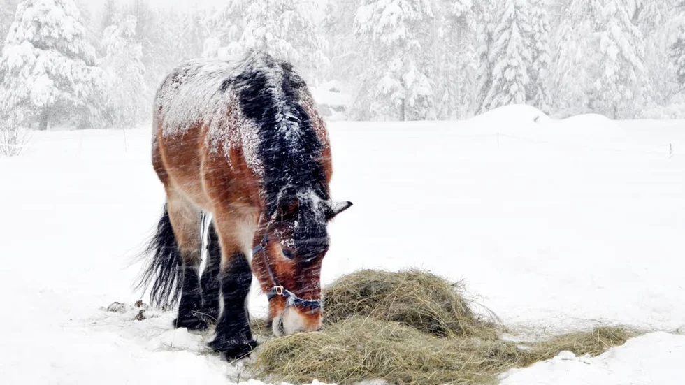 FROMMA.  Hästar styrs av instinkt och blir de rädda springer de allt vad benen bär, hem till stallet. Ett beteende som räddat många hästar från rovdjur, men som inte passar bra tillsammans med skotrar och andra motorfordon.