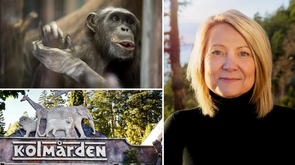 Christine Karmfalk, vd Kolmårdens djurpark, säger att schimpanserna kan bli nästa djurgrupp efter delfinerna att på sikt fasas ut från Kolmårdens Djurpark.