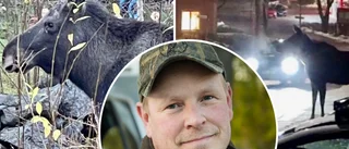 Orädda älgbjässar har flyttat in i villakvarter: ✓Tupplurar i trädgårdar ✓"Obehagligt" ✓Kommunjägarens råd