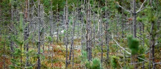Skogsägaren: "Skyll inte på älgarna"