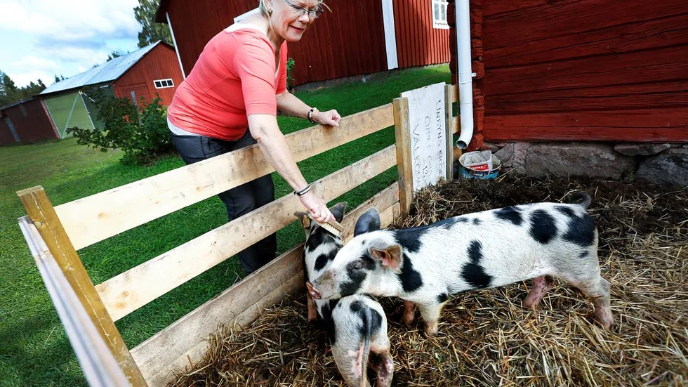 LÄKER. Seija Fallemark borstar Augusta och Doris som hon köpte till sin man som 60-årspresent. Hon ska avla fram nya exemlar av den gamla svenska lantrasen.