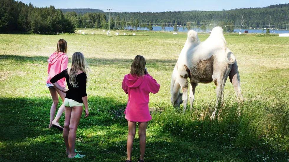 Gå runt. Herman ville gärna utforska tomten och tog sig en promenad runt trädgården.