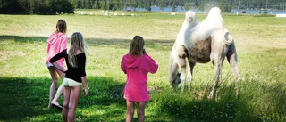 Familjen Persson fick oväntat besök