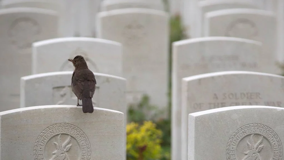 SLUTET. En fågel på en gravsten på Tyne Cot gravplats i Zonnebeke, Belgien. Här vilar 956 brittiska offer för första världskriget.