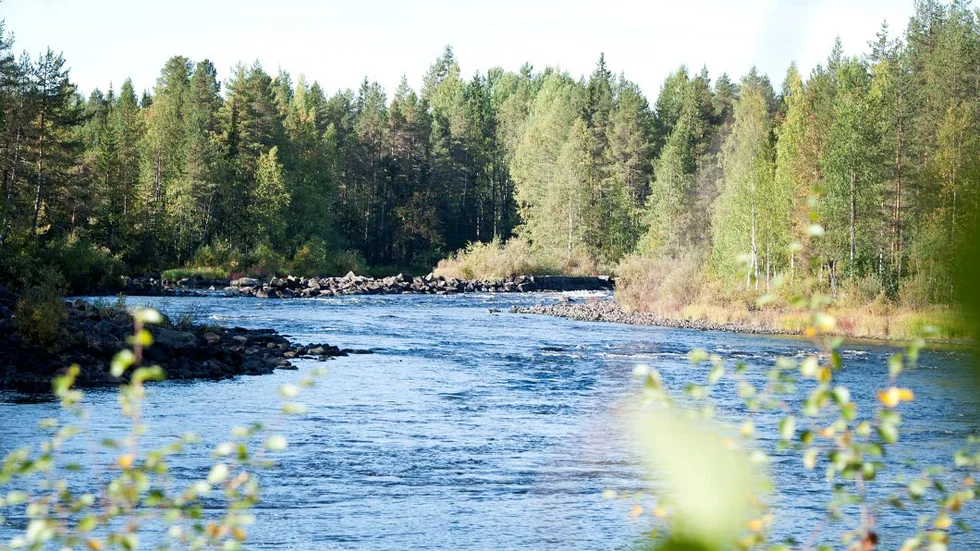 BLIVANDE LAXPARADIS? Råne älv kröker vackert i Långforsen i Niemisel. Nu ska laxstammen få chans att bli livskraftig när fällorna i mynningen är borta. Därmed kan laxen ta sig upp till lekplatserna, som till stor del finns ovan Lassbyforsen, som ligger mellan Niemisel och Gunnarsbyn.