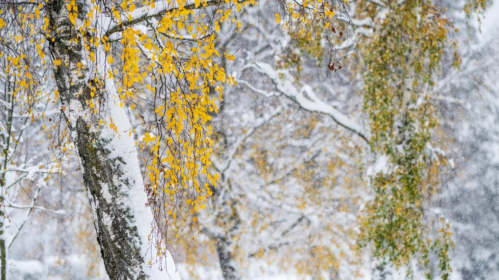 SMHI har utfärdat en orange varning för kraftiga snöfall på delar av Gotland. Arkivbild.