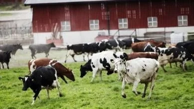 Koutsläpp på Stabby gård.