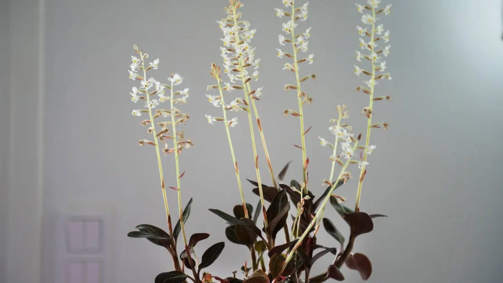 Juvelorkidén blommar mitt i vintern med sina fina stänglar.