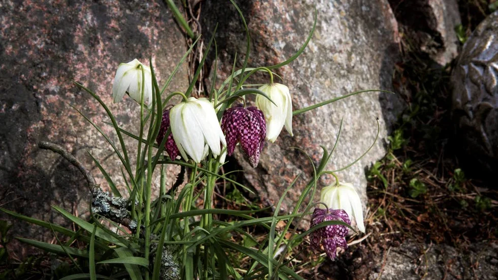Landskapsblomman kungsängslilja trivs i trädgården i Bergsbrunna.
