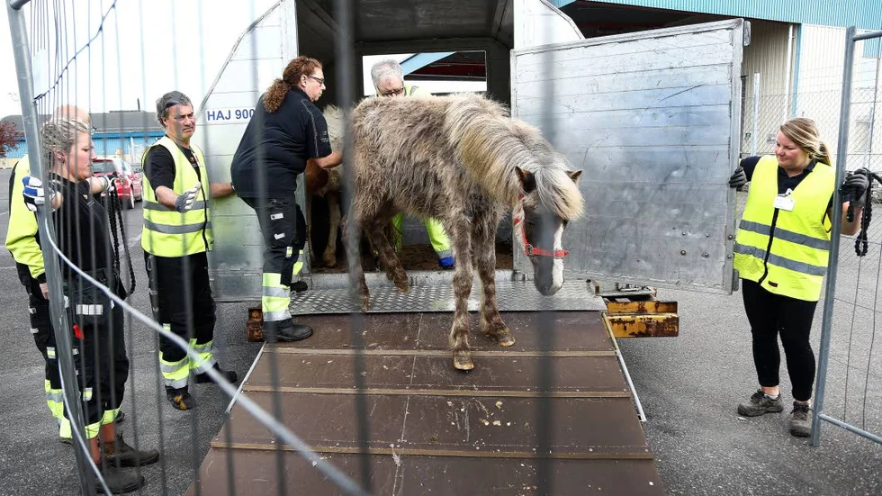 Dags för kontroll. Efter landning ska islandshästarna in i stallbyggnaden för besiktning innan de får hämtas av köpare som transporterar dem vidare.