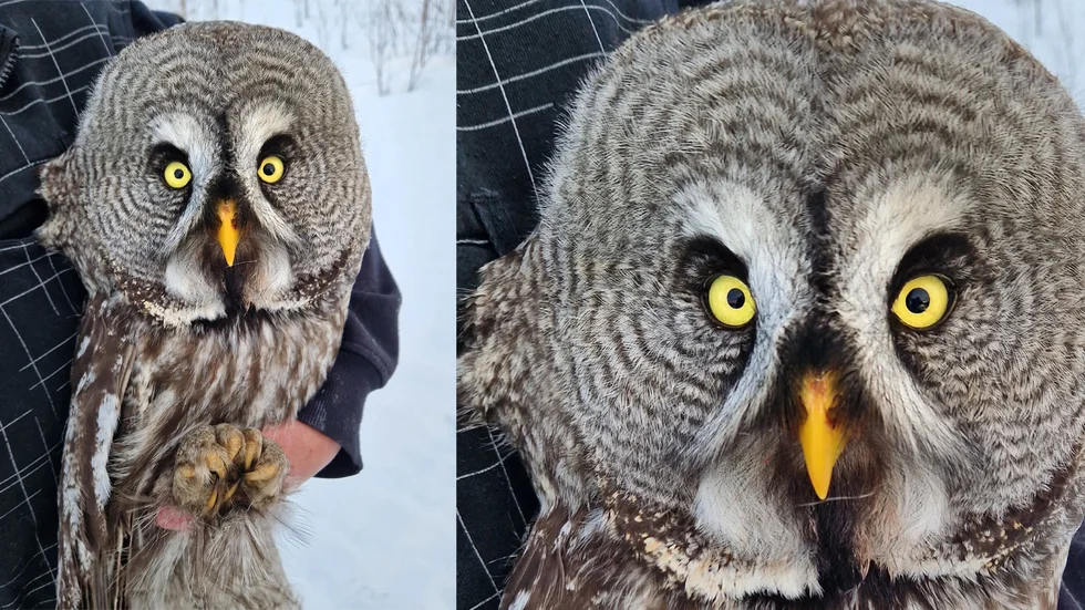 Lappugglan precis innan den släpptes fri igen efter vila och ringmärkning.
