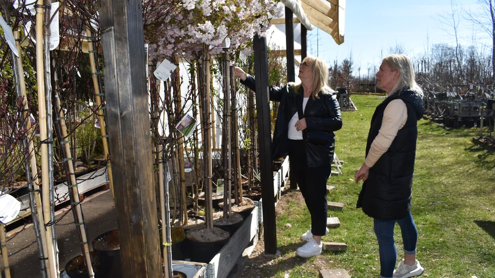 Anna-Lena Englund och Linda Svensson låter sig inspireras på Vidersborgs Plantskola. "I helgen blir det trädgårdsarbete", säger de. 