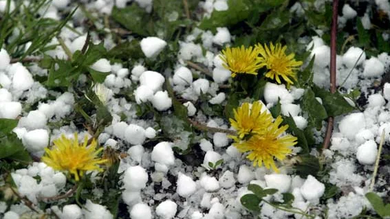 Udda blomster på tillfälligt besök. Bild: JOHNNY GUSTAVSSON