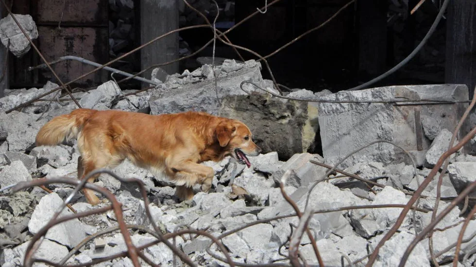 Säker hund. Gaius lyckades bra vid helgens SM för räddningshundar. Vid söndagens ruinsök skrapade han ihop 181 poäng av 200 möjliga.