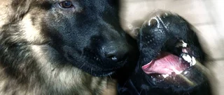 Här är den trendigaste hunden i landet