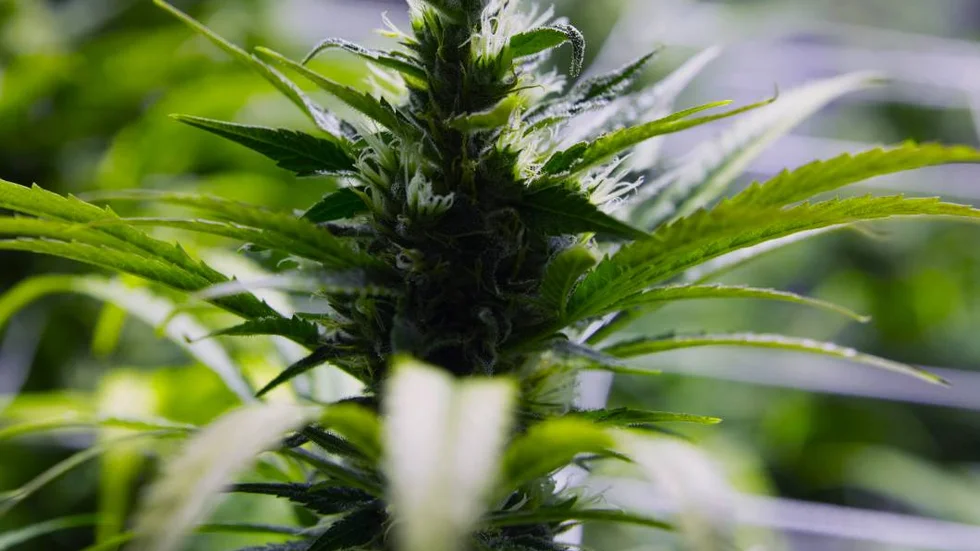 In this Jan. 26, 2013 photo taken at a grow house in Denver shows a marijuana plant ready to be harvested. Last fall, voters made Washington and Colorado the first states to pass laws legalizing the recreational use of marijuana and setting up systems of state-licensed growers, processors and retail stores where adults over 21 can walk in and buy up to an ounce of heavily taxed cannabis. Both states are working to develop rules for the emerging recreational pot industry, with sales set to begin later this year.(AP Photo/Ed Andrieski)
