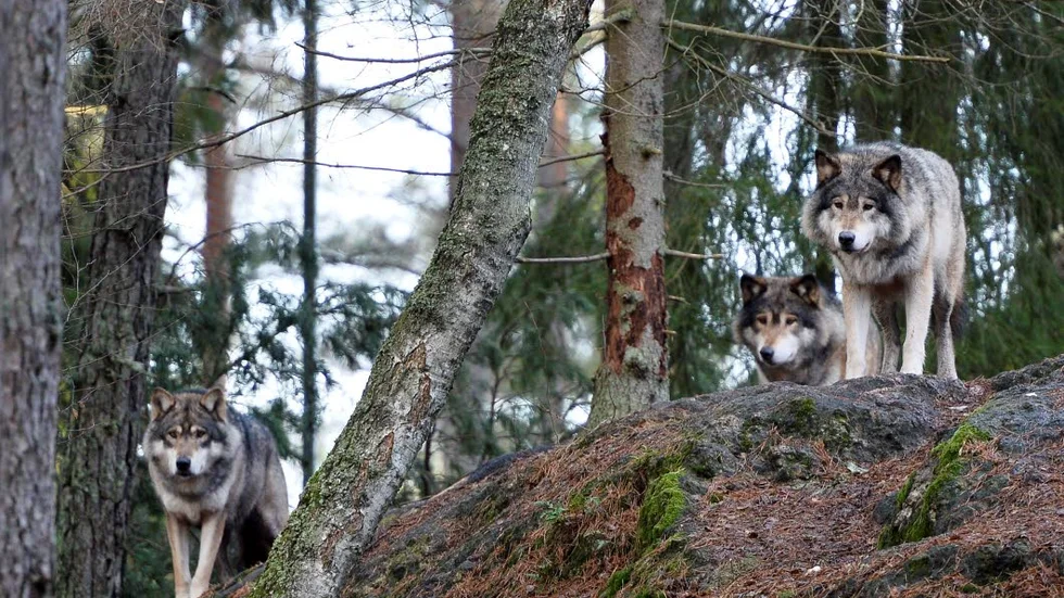 Kolmårdens djurpark ska inte längre ha vargar.