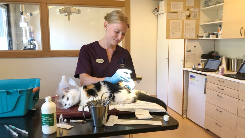 Josefine behandlar en nedsövd katt för en böld på ryggen. 