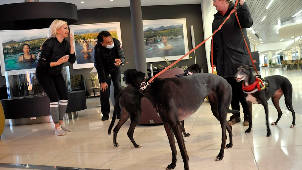 Siv Malm, dagmatte åt tre greyhound-hundar, Bibi, Dolly och Sally, får tillbringa nyårsnatten på hotellet. "Det är andra gången vi är här", berättar hon.