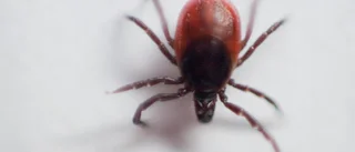 Vårdcentraler, tänk borrelia lite oftare 
