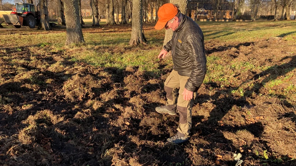 Här inspekterar jägaren Claes Ek den senaste förödelsen som vildsvinen åstadkommit i Lövstabruk.