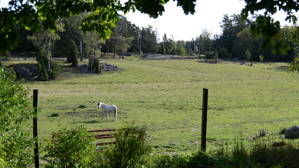 Det är underbart att ha nära till natur och grönområden, tycker skribenten.