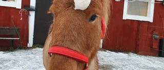 Ingen staffansritt, men luciatåg i Avan