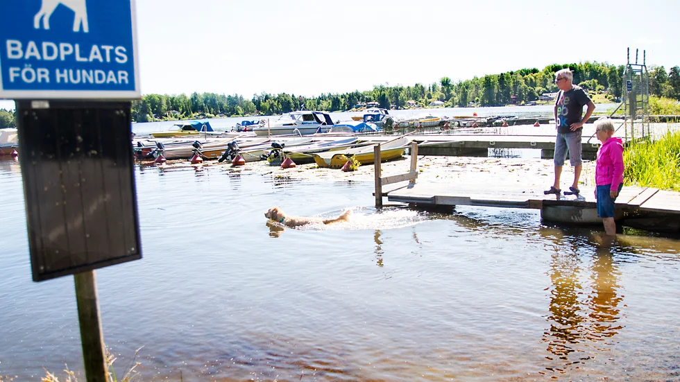 Bengt och Monica Strand från Krokek bor på Djulö camping utanför Katrineholm under sommaren. De är glada för att det finns en hundbadplats, men påpekar att det ofta är oljigt i vattnet.