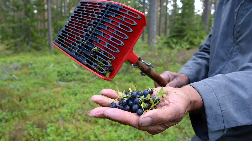 Bäruppköparen som Målaren i Norr uppger att han har sålt bär åt vänder sig kraftigt mot uppgifterna. "Det är en storskojare". 