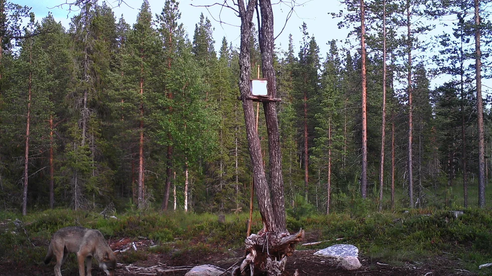 Den unga vargen fångades på bild av åtelkameran på platsen. Per Renberg blev smått chockad då han vittjade kameran i förra veckan.