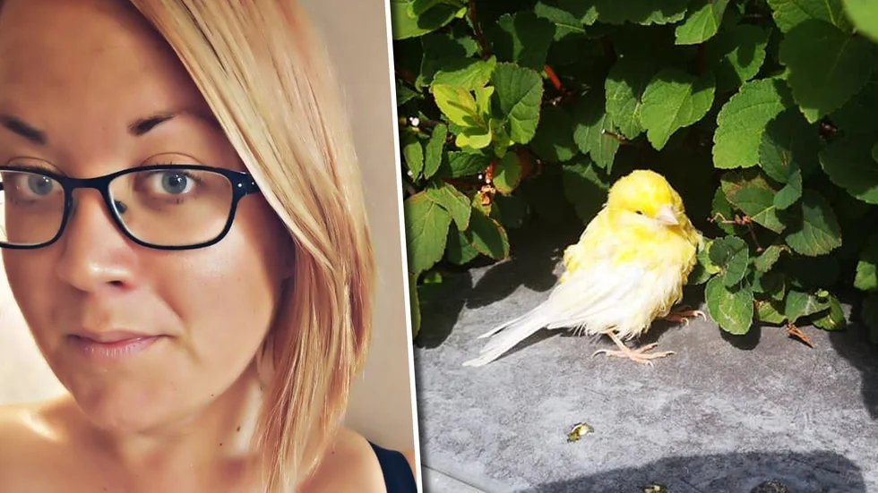Malin var på väg till ett möte i Eskilstuna när hon mötte den här fågeln på vägen. Nu uppmanar hon andra att rädda den exotiska fågeln.