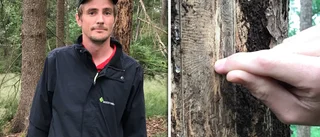 Granbarkborrarna drabbar allt fler