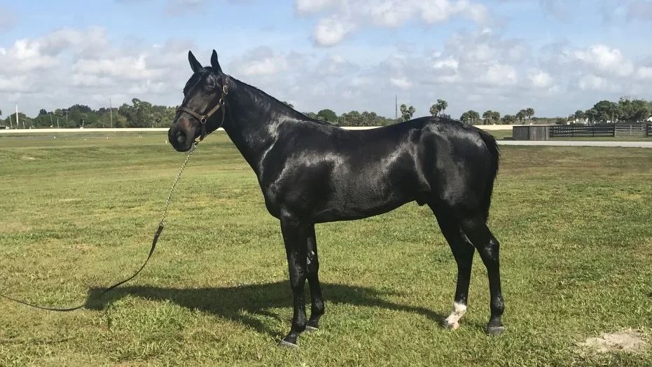 Petri Salmelas och Robert Lindströms delägde 2-årsfenomen Captain Corey noterade nytt banrekord när han vann försöket till Pennsylvania Sire Stakes.