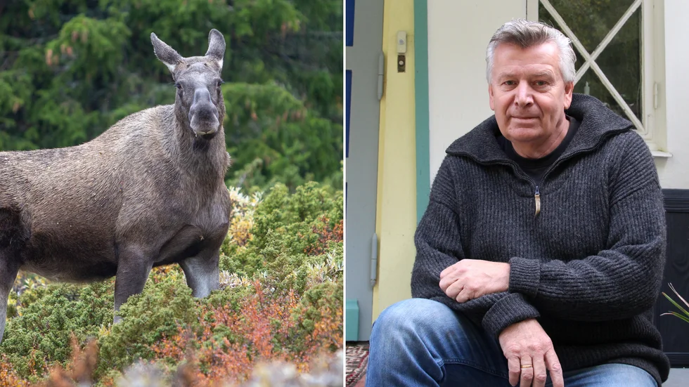 Viltförvaltaren Peter Monell är orolig för älgarnas framtid.