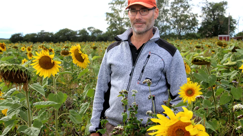 Niklas Hjalmarsson, på gården Slycke Trädgård utanför Linköping, avsatte mark för att hjälpa ekosystemet på traven och ge mat till pollinatörer som bin och humlor.